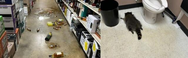 NAŠLI GA UJUTRU U TOALETU OBEZNANJENOG OD ALKOHOLA! Rakun usred noći propao kroz krov prodavnice, naišao na viski i napio se "kao majka"! (FOTO)