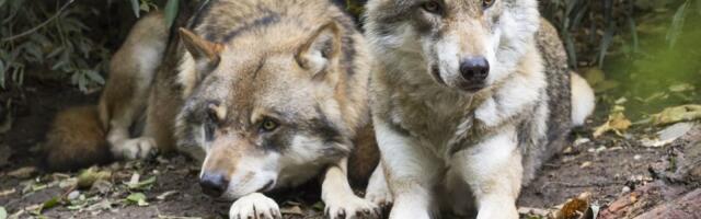 Nemačka legalizuje lov na vukove