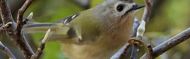 Čudo u Srbiji! Zimski popis otkrio novu vrstu ptica