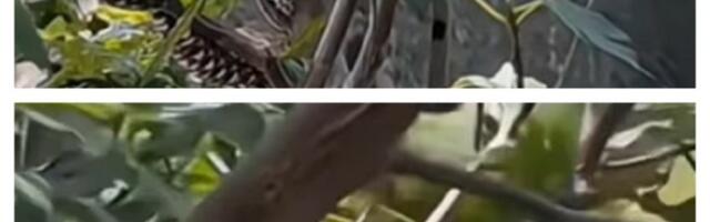 Šok snimak iz Crne Gore: Grane drveća prepune reptila koji seju smrt (VIDEO)