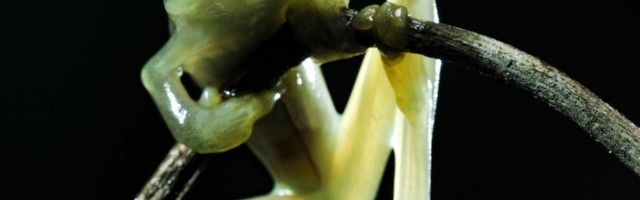 Bila žaba sa velikim ustima koja razvlači reči dok priča...