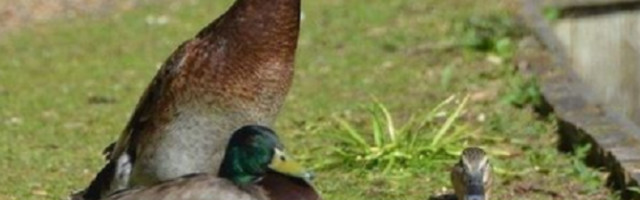Divovska patka je postala turistička atrakcija u Engleskoj posle gostovanja u poznatoj emisiji