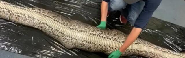 Burmanski piton progutao čitavog aligatora dugačkog metar ipo