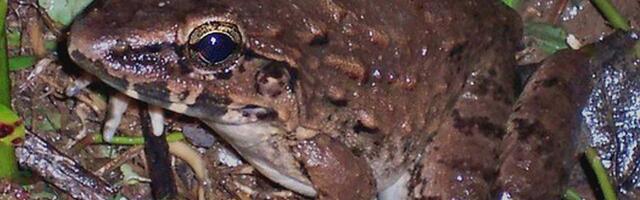 Naučnici otkrivaju skrivene vrste među „zubatim žabama“ Bornea