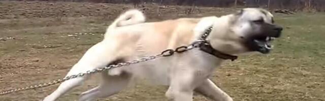 KADA VAS NAPADNE PAS SAMO JEDNA REČ MOŽE DA VAS SPASI: Nikad je NE KORISTITE, A ZNAČI ŽIVOT! Ta KOMANDA ih UPLAŠI