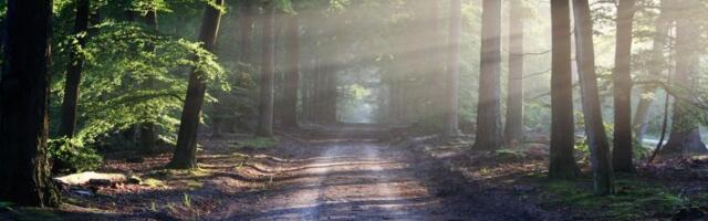 Grdosija sedela usred šume, čovek joj prišao, usledila ŠOK scena: Ovoga nema ni u filmovima, mreže "gore"