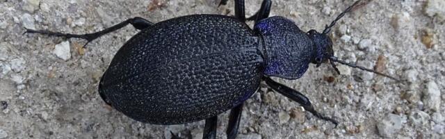 Nova vrsta insekta otkrivena u Srbiji - veliki ljubičasti trčuljak