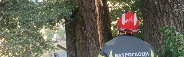 U OVOM DELU SRBIJE GROM RASCEPAO STABLO OD 30 METARA: Krhotine letele ulicom, zapalio se strujomer (FOTO)