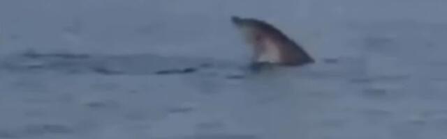 Čaroban susret na Jadranu: Delfin se pridružio kupačima, snimak ne prestaje da se deli (VIDEO)