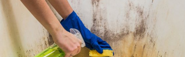 Razlika između buđi i plesni, i kako ih se rešiti u kupatilu
