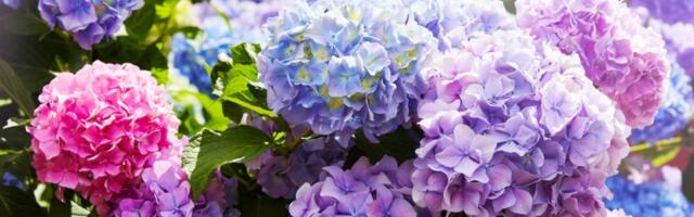 Magični trik kojim možete promeniti boju hortenzije