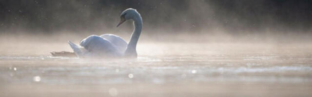 Ујутру облачно и магловито, после подне сунчани интервали