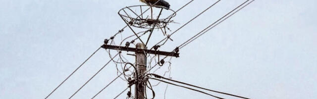 Вратиле се роде у идворски летњиковац