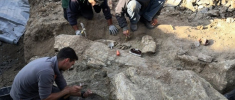 Na Lezbosu pronađeno fosilizirano drveće staro 18 miliona godina