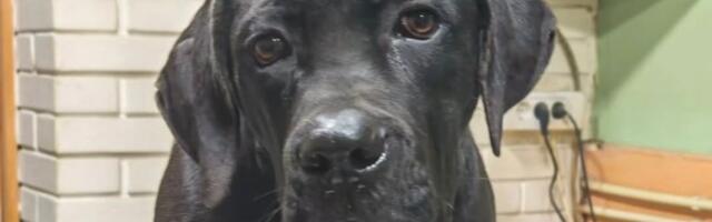 Tužan pas iz Šušeoke: Mlada napuštena ženka kane korso nađena na DEPONIJI u mioničkom kraju