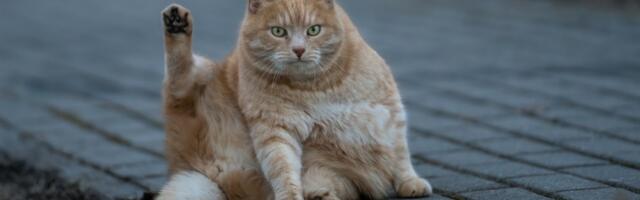 Mačka Jilpi (31) kandidat za za titulu najstarije žive MAČKE NA SVETU (VIDEO)