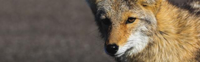 Meštani šokirani prizorom: Komšija "okitio" ogradu mrtvim kojotima, vlasti tvrde da je "sve po zakonu"