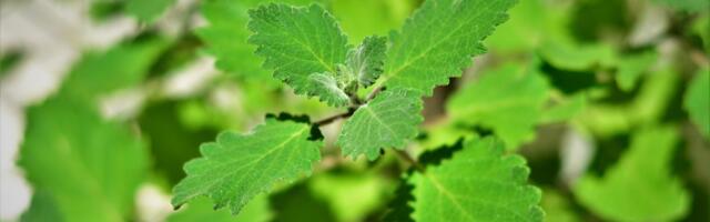 Biljka koja je pratila Hrista, a danas leči telo i smiruje um: Drevni dar iz "Božje apoteke"