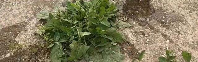 Korov vas izluđuje iz dana u dan? Ovaj domaći sprej od 3 sastojka ga uništava do korena i više se ne vraća