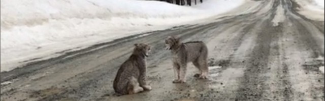 Kakav zvuk! Udvaranje riseva na putu (VIDEO)
