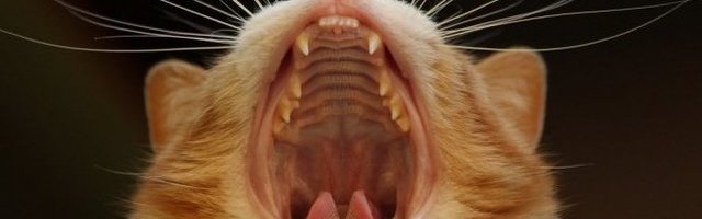 ŠTA JE BILO MIŠEVI? Naoštrila zube i stegla mišiće, sa njom nema zezanja! (Video)