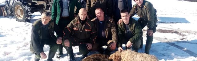 Одстрељен дивљи вепар у Дебељи