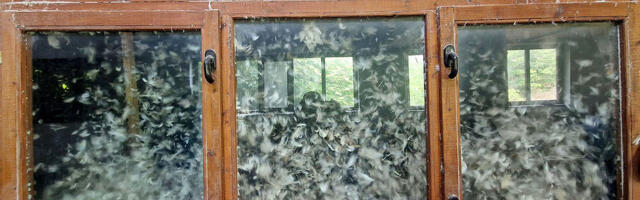 Romanovi iz Lenjinove