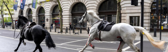 HAOS NA LONDONSKIM ULICAMA! Oglasila se policija: &quot;Konji britanske konjice pobegli sa vežbe&quot; (FOTO)