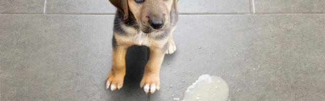 Protest za strožu primenu zakona o dobrobiti životinja sutra u Nišu