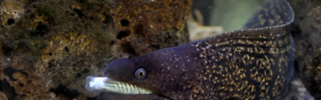 Ptica je progutala jegulju, a ona je uzvratila udarac u vazduhu (VIDEO)