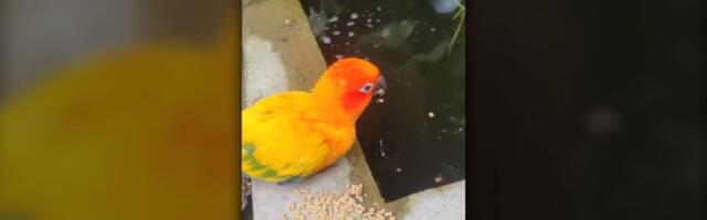 Retko se ovo viđa: Ptica hrani ribice (VIDEO)