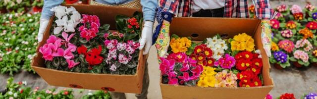 Posadite ovo cveće pre Svetog Jovana i imaćete najlepšu terasu VEĆ U MARTU (FOTO)