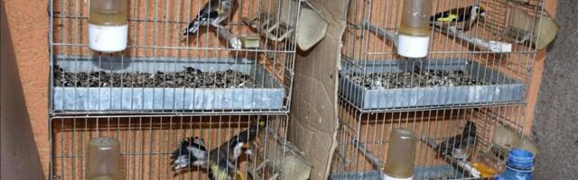 Nišlija osumnjičen za zlostavljanje životinja: U stanu mu pronađeno 57 zaštićenih ptica u kavezima