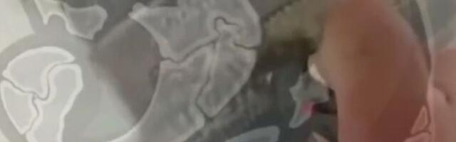 UZNEMIRUJUĆE! Pojavio se snimak mučenja člana Torcide, region bruji o haosu navijača u komšiluku!