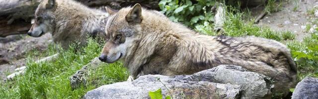 Dete bez nadzora prišlo prostoru sa vukovima u zoo vrtu u SAD, zadobilo lakše povrede