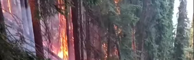 GORI 100 HEKTARA PANČIĆEVE OMORIKE: Jeziv snimak požara blicu Tare (VIDEO)