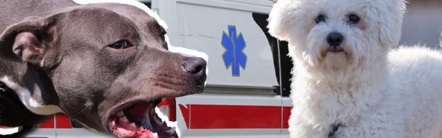 KRVAVA DRAMA U NIŠU: Staford kidao sve pred sobom, a onda je ovaj mladić uradio nešto ŠTO JE SPASILO ŽIVOTE!