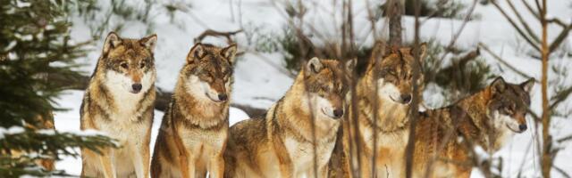 Organizacija za zaštitu životinja i čuvena oaza divljih vrsta EUTANAZIRALA CEO ČOPOR svojih sivih vukova