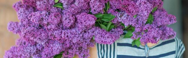 Imate još par dana da ovo cveće unesete u kuću: Obavezno to uradite pre Vaskrsa da biste u dom uneli blagostanje