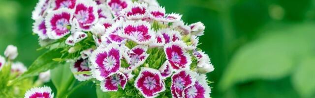 Svaka porodica u Jugoslaviji imala je ovaj cvet: Raste do jeseni, a ne traži posebnu negu (FOTO)