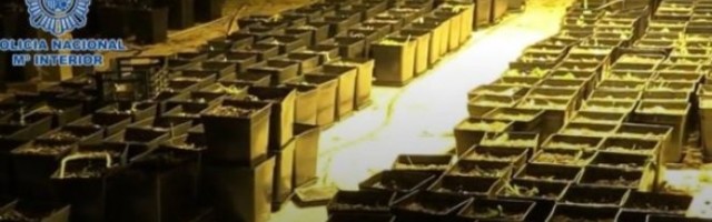 OVAKO JE POLICIJA RAZBILA ŠPANSKO-SRPSKU KRIMINALNU ORGANIZACIJU! Velike količine marihuane proizvodili i prodavali širom Evrope/VIDEO/