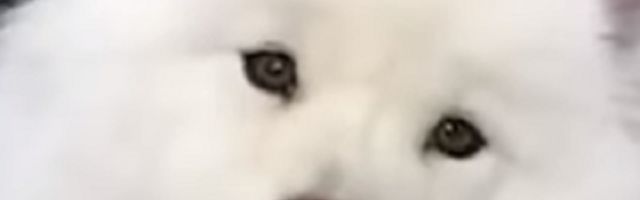 Najskuplji pas na svetu košta skoro dva miliona dolara