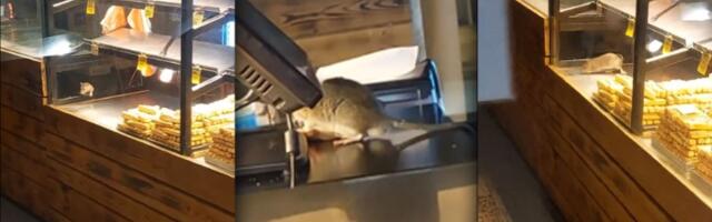 Pacovi šetaju pekarom u centru Beograda (VIDEO)