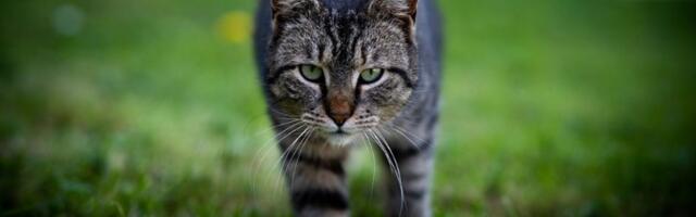 Mačka upala u pozorište, pa postala zvezda - scena za pamćenje (VIDEO)