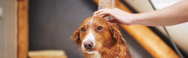 9 miliona pregleda! Šta znači kada vas pas uporno gleda? (VIDEO)