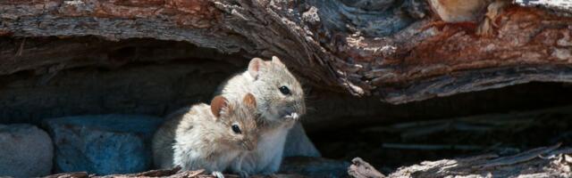 Otkriven gen koji određuje da li je neko DOBAR ili LOŠ OTAC