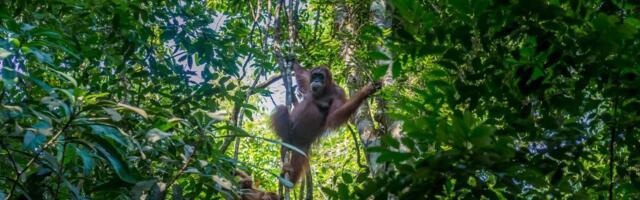 Naučnici u panici: Ekstremne padavine odnele desetine orangutana - Evo i gde