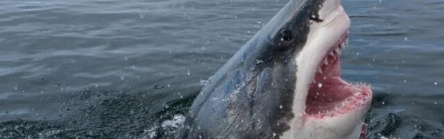 Ajkula raskomadala ženu u popularnom letovalištu: Mladić teško povređen, hitno se oglasila policija