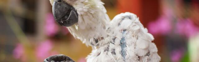 Zašto ptica iznenada GUBI PERJE: Najčešći uzroci, simptomi i kada je vreme za posetu veterinaru