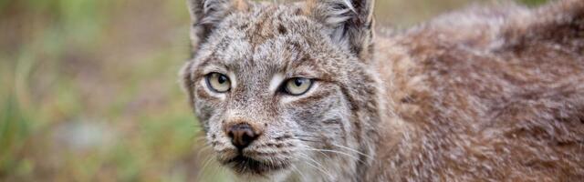 LOŠE GA HRANILI 12 GODINA Teško gojazan ris iz Litvanije premešten u Belgiju, a sada traži novi dom